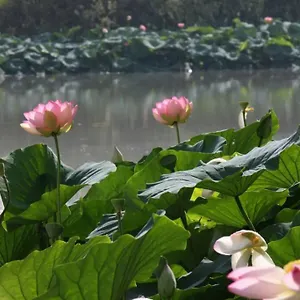 https://fiordiloto.it-lombardy.com